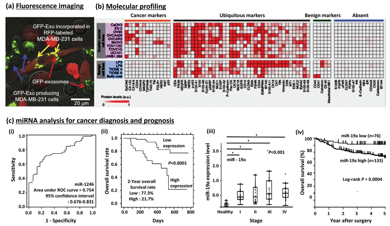 LDH Cytotoxicity Assay